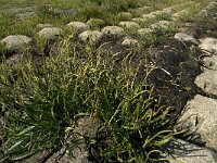 Plantago maritima 4, Zeeweegbree, Saxifraga-Jan van der Straaten