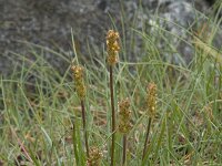 Plantago maritima 40, Zeeweegbree, Saxifraga-Willem van Kruijsbergen