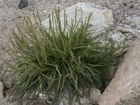 Plantago maritima 41, Zeeweegbree, Saxifraga-Willem van Kruijsbergen