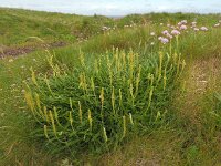 Plantago maritima 42, Zeeweegbree, Saxifraga-Ed Stikvoort
