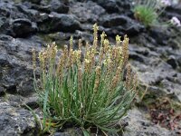 Plantago maritima 7, Zeeweegbree, Saxifraga-Jeroen Willemsen