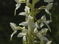 Platanthera bifolia 14, Welriekende nachtorchis, Saxifraga-Marijke Verhagen