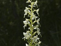 Platanthera bifolia 16, Welriekende nachtorchis, Saxifraga-Marijke Verhagen