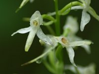 Platanthera bifolia 67, Welriekende nachtorchis, Saxifraga-Dirk Hilbers