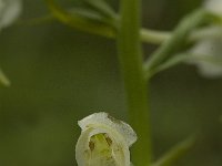 Platanthera chlorantha 15, Bergnachtorchis, Saxifraga-Jan van der Straaten