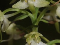 Platanthera chlorantha 19, Bergnachtorchis, Saxifraga-Rutger Barendse