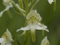 Platanthera chlorantha 31, Bergnachtorchis, Saxifraga-Willem van Kruijsbergen