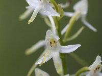 Platanthera chlorantha 44, Bergnachtorchis, Saxifraga-Mark Zekhuis