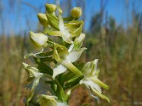 Platanthera chlorantha 45, Bergnachtorchis, Saxifraga-Ed Stikvoort