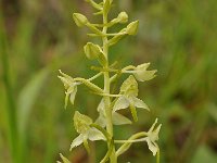 Platanthera chlorantha 58, Bergnachtorchis, Saxifraga-Harry Jans