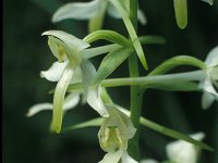 Platanthera chlorantha 6, Bergnachtorchis, Saxifraga-Hans Dekker