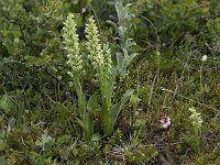 Platanthera hyperborea 3, Saxifraga-Peter Stein