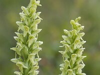 Platanthera hyperborea 5, Saxifraga-Peter Stein