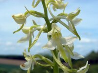 Platanthera x hybrida 5, Welriekende nachtorchis x Bergnachtorchis, Saxifraga-Ed Stikvoort