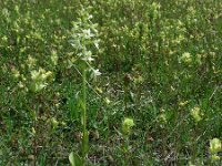 Platanthera x hybrida 8, Welriekende nachtorchis x Bergnachtorchis, Saxifraga-Ed Stikvoort