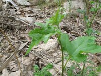 Platanus orientalis 10, Oosterse plataan, Saxifraga-Rutger Barendse