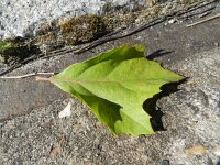 Platanus orientalis 11, Oosterse plataan, Saxifraga-Rutger Barendse