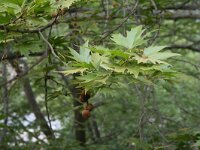 Platanus orientalis 17, Oosterse plataan, Saxifraga-Dirk Hilbers