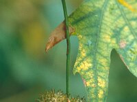 Platanus orientalis 19, Oosterse plataan, Saxifraga-Jan van der Straaten