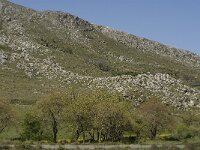 Platanus orientalis 6, Oosterse plataan, Saxifraga-Jan van der Straaten