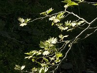 Platanus orientalis 7, Oosterse plataan, Saxifraga-Jan van der Straaten