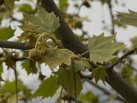 Platanus orientalis 9, Oosterse plataan, Saxifraga-Willem van Kruijsbergen