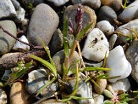 Poa annua 14, Straatgras, Saxifraga-Ed Stikvoort