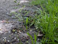 Poa annua 18, Straatgras, Saxifraga-Ed Stikvoort