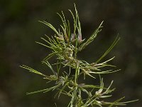 Poa bulbosa, Bulbous Meadow-grass