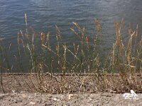 Poa compressa 4, Plat beemdgras, Saxifraga-Ed Stikvoort