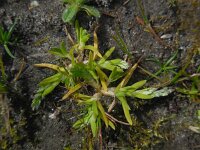 Poa infirma 3, Vroeg beemdgras, Saxifraga-Ed Stikvoort