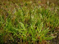 Poa infirma 5, Vroeg beemdgras, Saxifraga-Ed Stikvoort