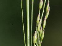 Poa palustris 2, Moerasbeemdgras, Saxifraga-Rutger Barendse