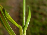 Poa pratensis 2, Veldbeemdgras, Saxifraga-Rutger Barendse