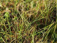 Poa pratensis 3, Veldbeemdgras, Saxifraga-Rutger Barendse