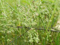 Poa pratensis 4, Veldbeemdgras, Saxifraga-Rutger Barendse