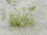 Poa pratensis 6, Veldbeemdgras, Saxifraga-Rutger Barendse