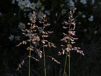 Poa pratensis ssp angustifolia 16, Smal beemdgras, Saxifraga-Ed Stikvoort