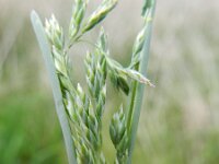 Poa pratensis ssp latifolia 7, Saxifraga-Rutger Barendse