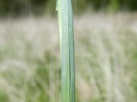 Poa pratensis ssp latifolia 8, Saxifraga-Rutger Barendse