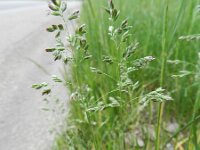 Poa pratensis ssp latifolia 9, Saxifraga-Rutger Barendse