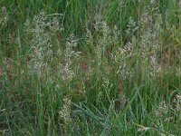 Poa pratensis ssp pratensis 14, Veldbeemdgras, Saxifraga-Ed Stikvoort