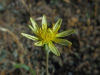 Podospermum canum 2, Saxifraga-Ed Stikvoort