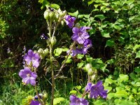 Polemonium caeruleum 11, Jacobsladder, Saxifraga-Hans Grotenhuis