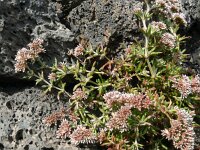 Polycarpaea divaricata 3, Saxifraga-Hans Grotenhuis