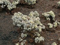 Polycarpaea divaricata 5, Saxifraga-Hans Grotenhuis