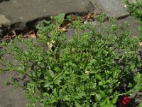 Polycarpon tetraphyllum 13, Kransmuur, Saxifraga-Rutger Barendse