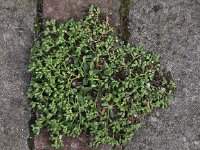 Polycarpon tetraphyllum 3, Kransmuur, Saxifraga-Peter Meininger