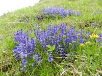 Polygala alpestris 7, Saxifraga-Rutger Barendse