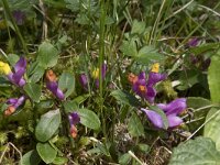 Polygala chamaebuxus 19, Saxifraga-Willem van Kruijsbergen